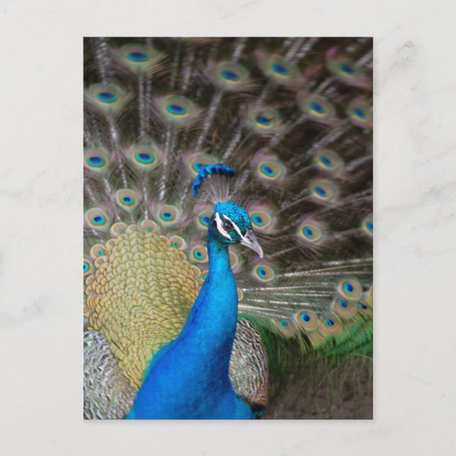 Cartão Postal Proud Peacock (Frente)