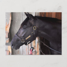 Cartão Postal Prova de Bully por Bellamy Road Flaming Slew