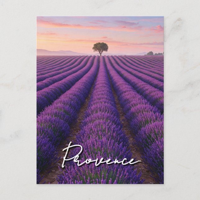 Cartão Postal Proveniência França - Campos de Lavanda (Frente)
