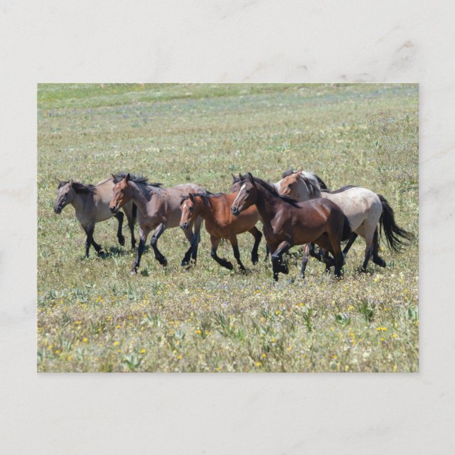 Cartão Postal Pryor Mountain Wild Horses Libertadas (Frente)
