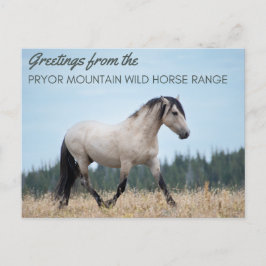 Cartão Postal Pryor Mountain Wild Mustang: Orgulho da Nuvem