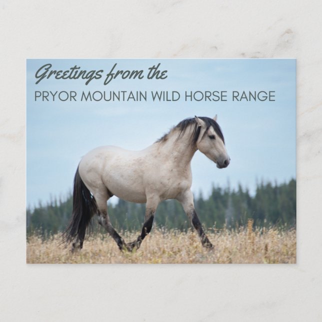 Cartão Postal Pryor Mountain Wild Mustang: Orgulho da Nuvem (Frente)