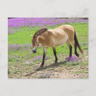 Cartão Postal Przewalski Horse