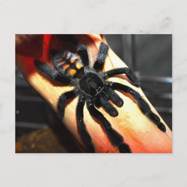 Cartão Postal Psalmopous irminia (Frente)