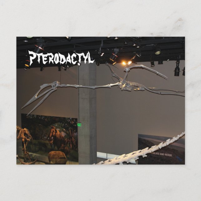 Cartão Postal Pterodactilo (Frente)