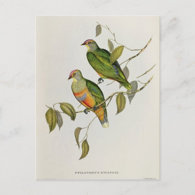 Cartão Postal Ptilinopus Ewingii (Frente)