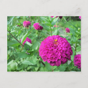 Cartão Postal Puffed Zinnia