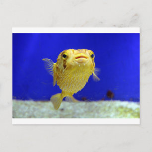 Cartão Postal Puffer Fish