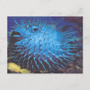 Cartão Postal Pufferfish