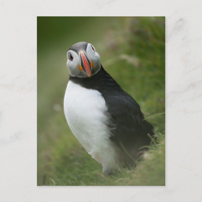 Cartão postal Puffin (Frente)