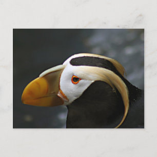 Cartão Postal Puffin