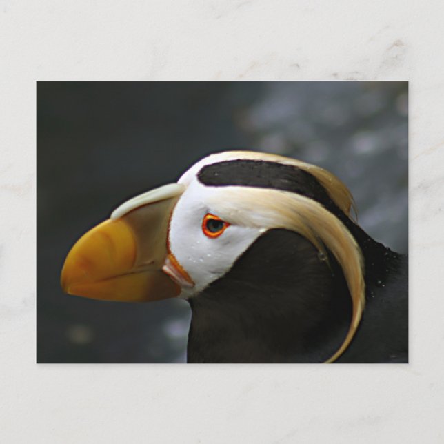 Cartão Postal Puffin (Frente)