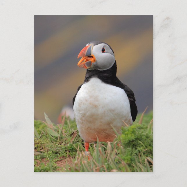 Cartão Postal Puffin (Frente)