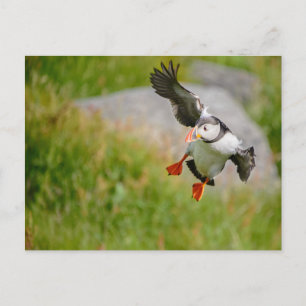 Cartão postal Puffin