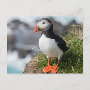 Cartão Postal Puffin atercula arctica em Lfingabjarg Islândia