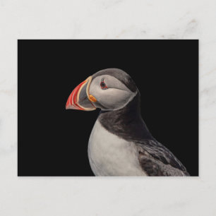 Cartão Postal Puffin Atlântico em Machias, Maine
