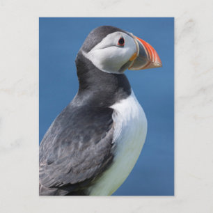 Cartão Postal Puffin Atlântico (Fratercula Arctica) No Cliff