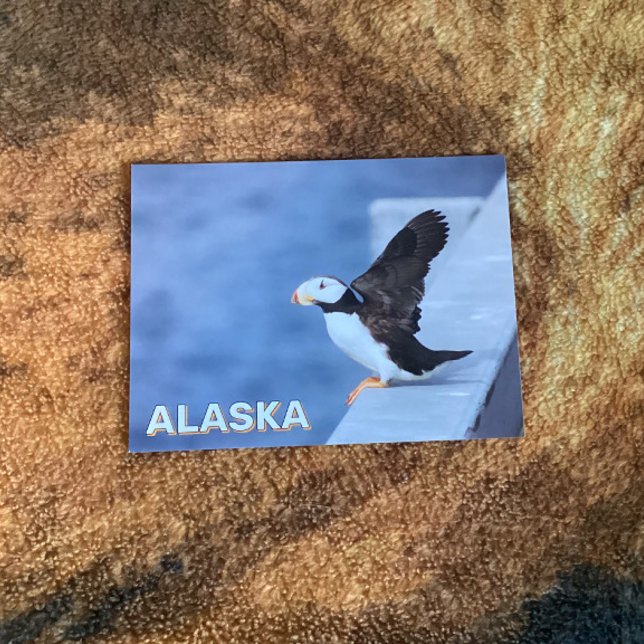 Cartão Postal Puffin Cavalo No Alasca (Criador carregado)