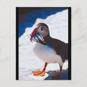 Cartão Postal Puffin com Peixe