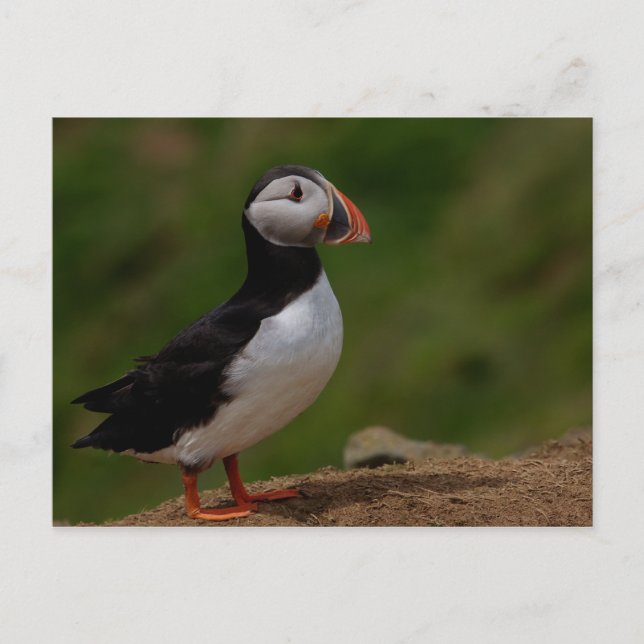 Cartão Postal Puffin de Alerta (Frente)