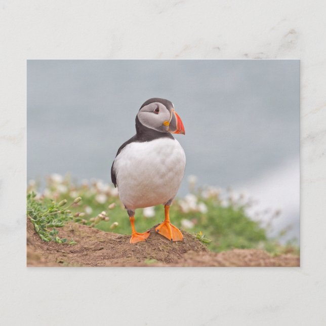 Cartão Postal Puffin de Pé Pendente (Frente)