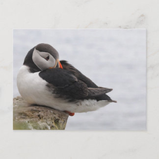 Cartão Postal Puffin Dormindo