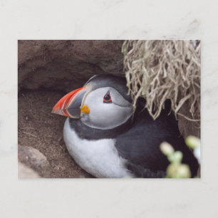 Cartão Postal Puffin em uma toca
