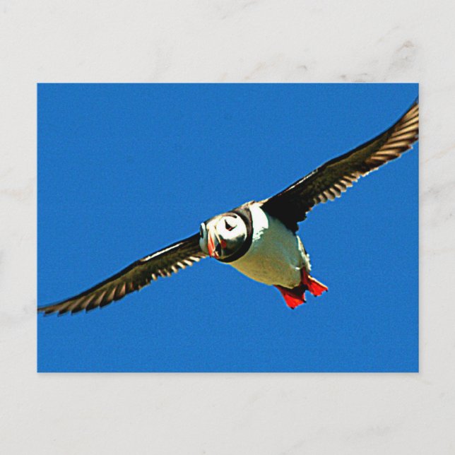 Cartão Postal Puffin em voo (Frente)