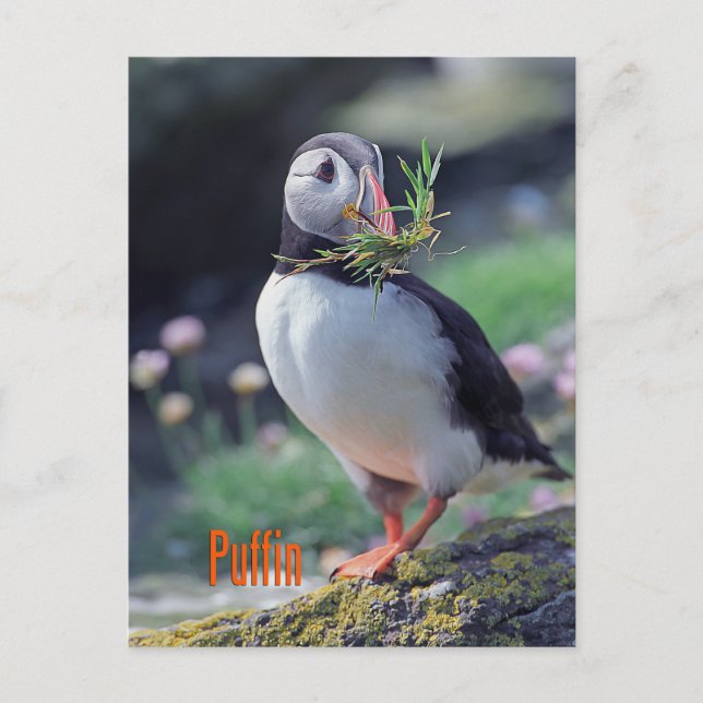 Cartão Postal Puffin engraçado (Frente)