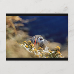 Cartão Postal Puffin escondido