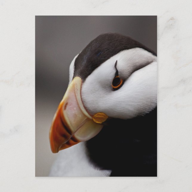Cartão Postal Puffin Horned 9028 (Frente)