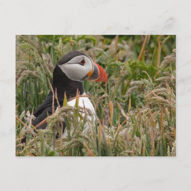 Cartão Postal Puffin na grama (Frente)