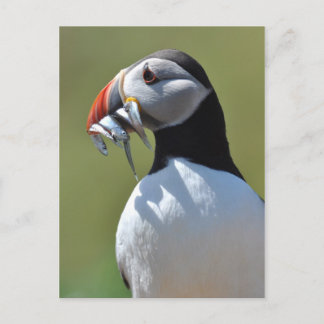Cartão Postal Puffin Pescador