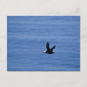 Cartão Postal Puffin Tufado em Voo
