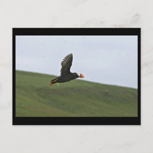 Cartão Postal Puffin tufado em voo, Ilha de Aiktak