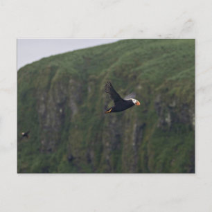 Cartão Postal Puffin tufado em voo na Ilha de Aiktak