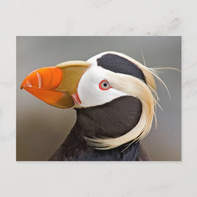 Cartão Postal Puffin Tufado (Fratercula cirrhata) (Frente)