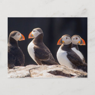 Cartão Postal Puffins