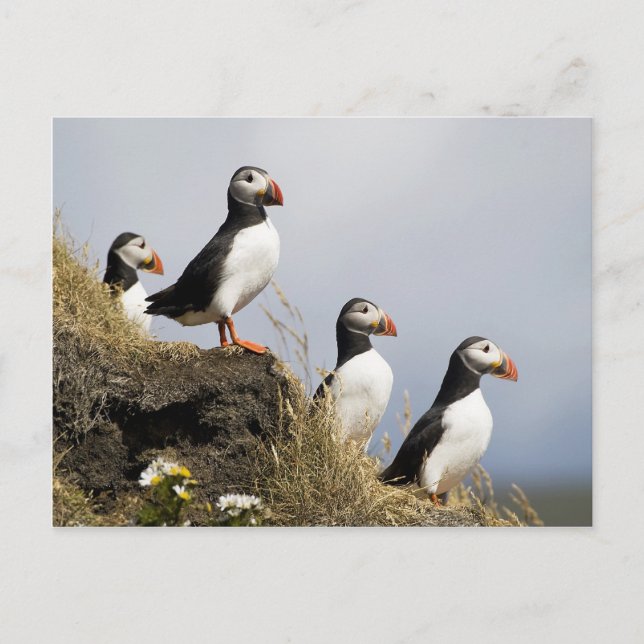 Cartão Postal Puffins (Frente)