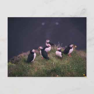 Cartão Postal Puffins Atlântico