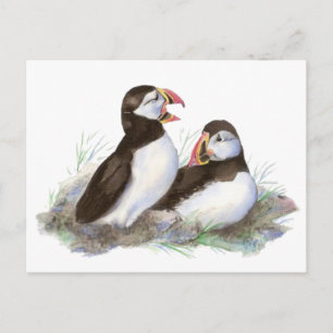 Cartão Postal Puffins Cujos, Pássaro Oceânico, Praia, Natureza