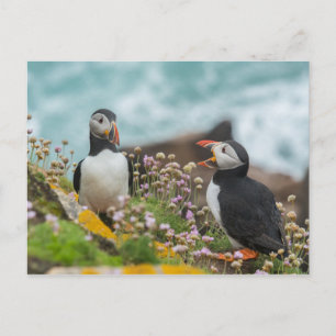 CARTÃO POSTAL PUFFINS - ILHAS SALTEIRAS, IRLANDA