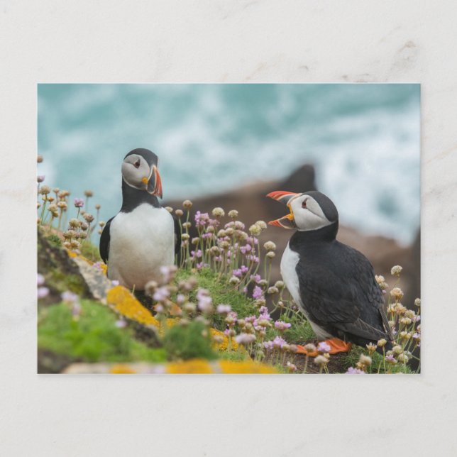CARTÃO POSTAL PUFFINS - ILHAS SALTEIRAS, IRLANDA (Frente)