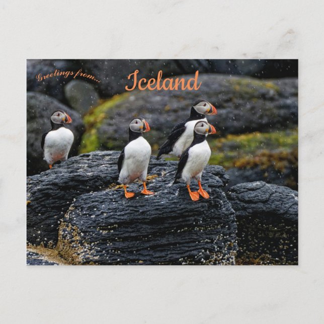 Cartão Postal Puffins in the Rain in Iceland (Frente)