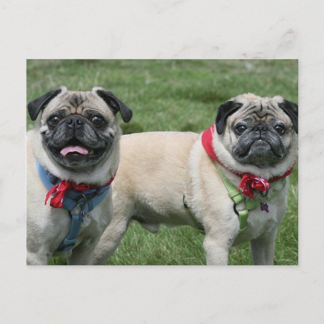 Cartão Postal Pug (Frente)