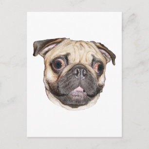 Cartão Postal Pug