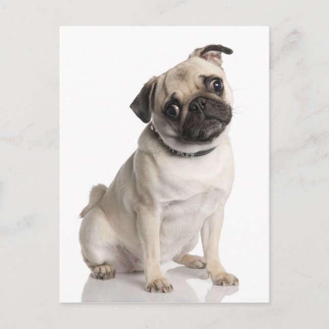 Cartão Postal Pug (Frente)
