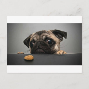 Cartão Postal Pug