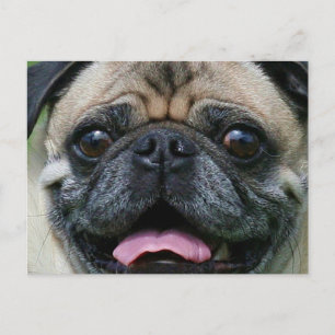 Cartão Postal Pug