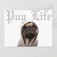 Pug